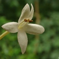 Millingtonia hortensis L.f.